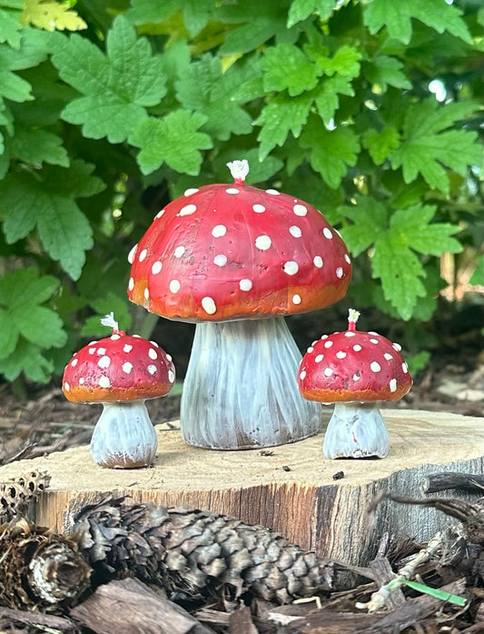 Amanita mushrooms