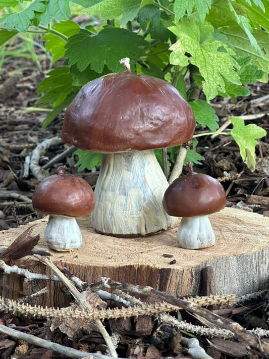 Bolete Mushrooms