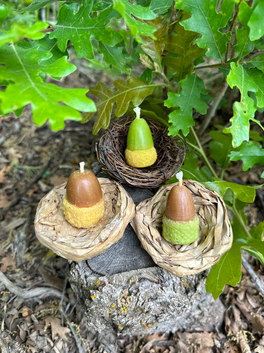 Acorn