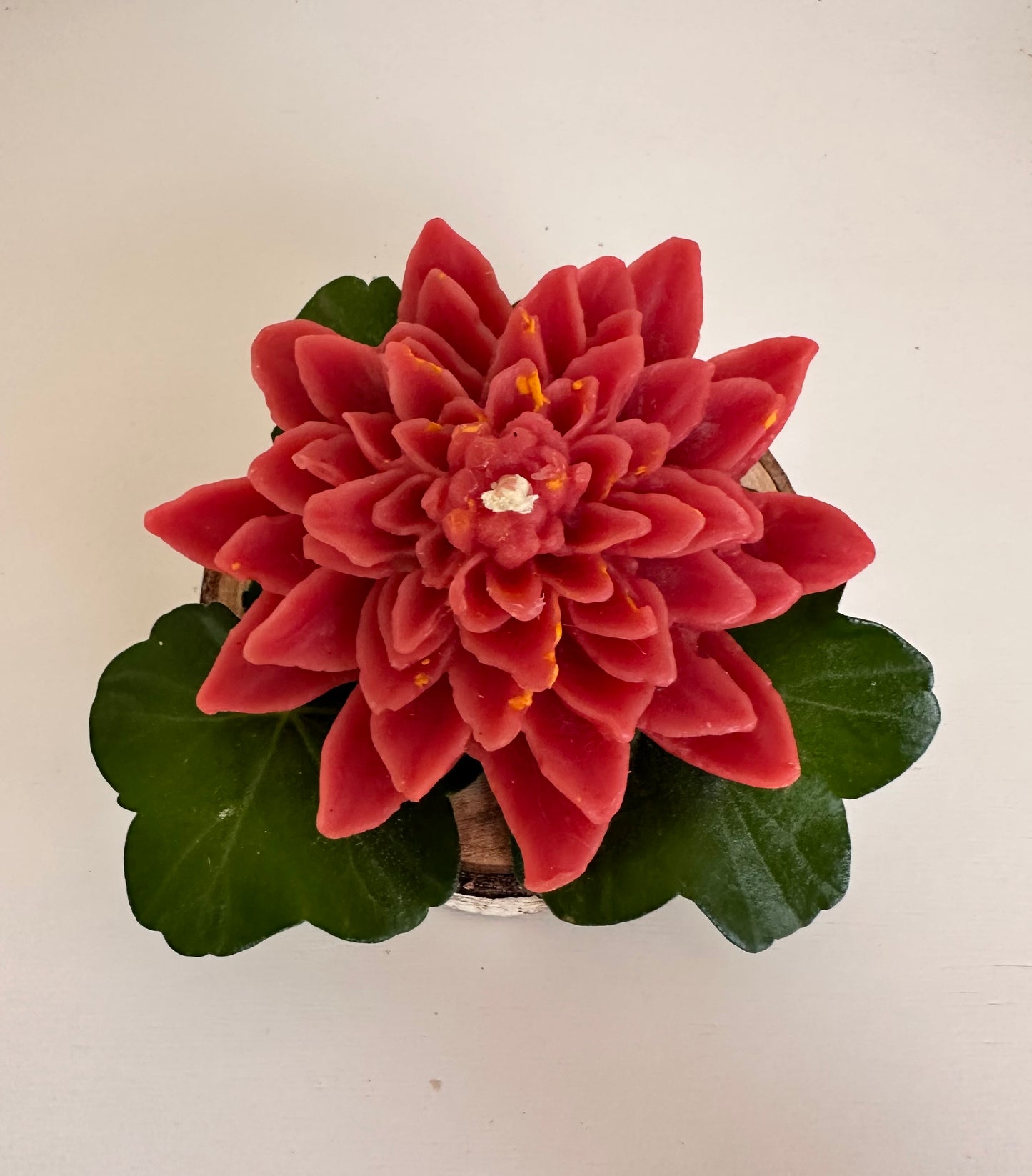 Lotus Flower